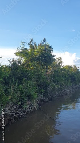 green natural scenery of trees and leaves in Indonesia