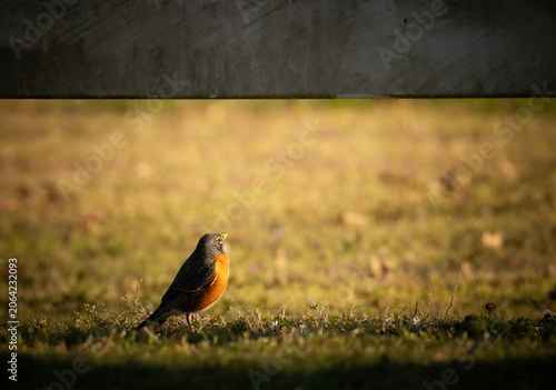 Fotografie American robin songbird sun basking on green grass lawn under a wooden fence rai