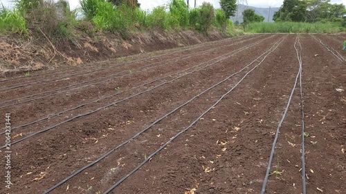 Eco-friendly drip irrigation loops weave through a living agricultural landscape. A rural farmer walks the border, safeguarding vital resources through low-impact, sustainable practices that feed soil