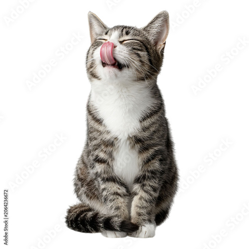 PNG of Adorable tabby cat with a playful expression, licking its lips in delight.