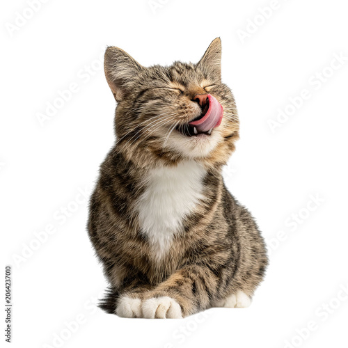 PNG of A playful tabby cat licking its lips while sitting gracefully.