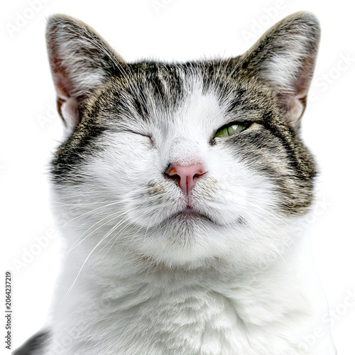 PNG of Close-up of a content tabby cat with green eyes, winking playfully