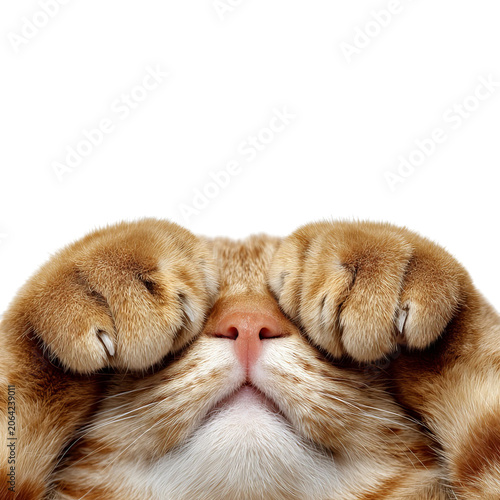 PNG of Adorable orange cat hiding its face with paws, exuding a playful and shy demeanor.
