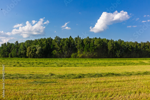 Photos Mown forage grass neatly arranged in rows across a vast summer field against a l