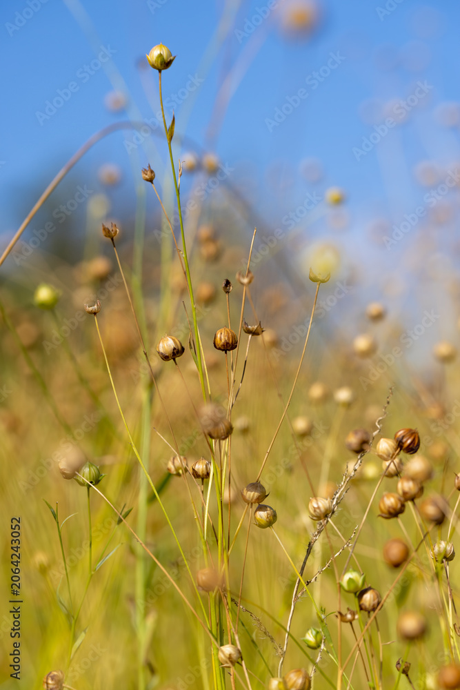 Fototapeta premium yellowed dried flax in the field, natural pattern