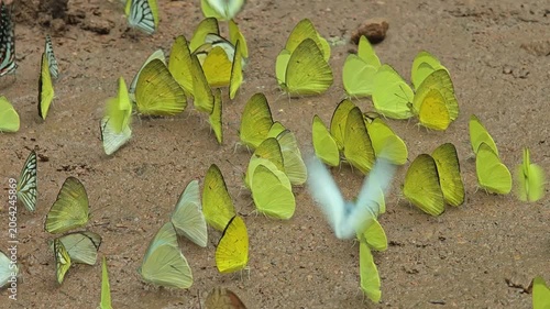 butterfly in the nature forest