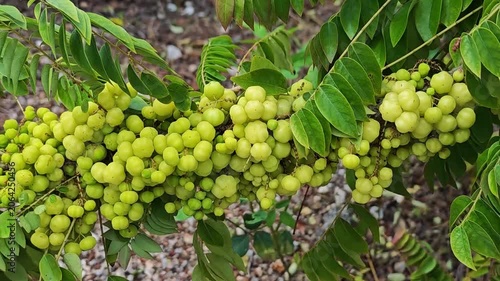 Star gooseberry on a tree branch