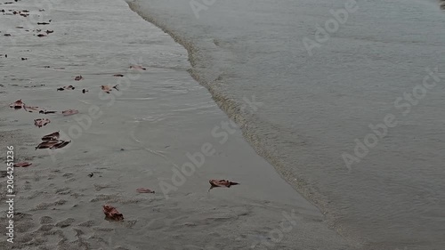 the sea washes leaves onto the beach