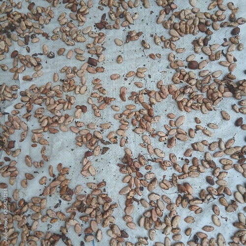 Raw cocoa beans drying on a white fabric sheet under the sun