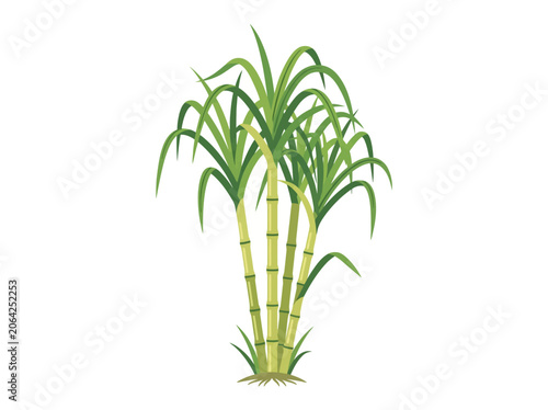 sugarcane plant vector illustration