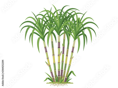 sugarcane plant vector illustration