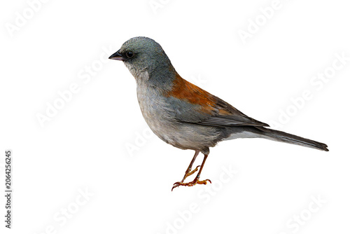 Yellow-eyed Junco (Junco phaeonotus) Photo, Isolated over a Transparent PNG Background