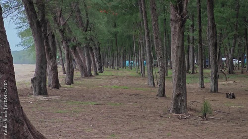 Line of pine trees by the sea