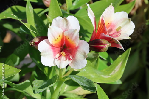Foto Alstroemeria Inca Lucky ('Koncalucky'PBR) (Inca Series)