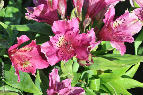 Canvastavla Alstroemeria Inca Goal ('Koncagoal') (Inca Series)