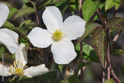 Clematis montana var. montana. Close up of single pure white clematis flower in summer.  Synonym Clematis monatana 'Alba' or var alba.  