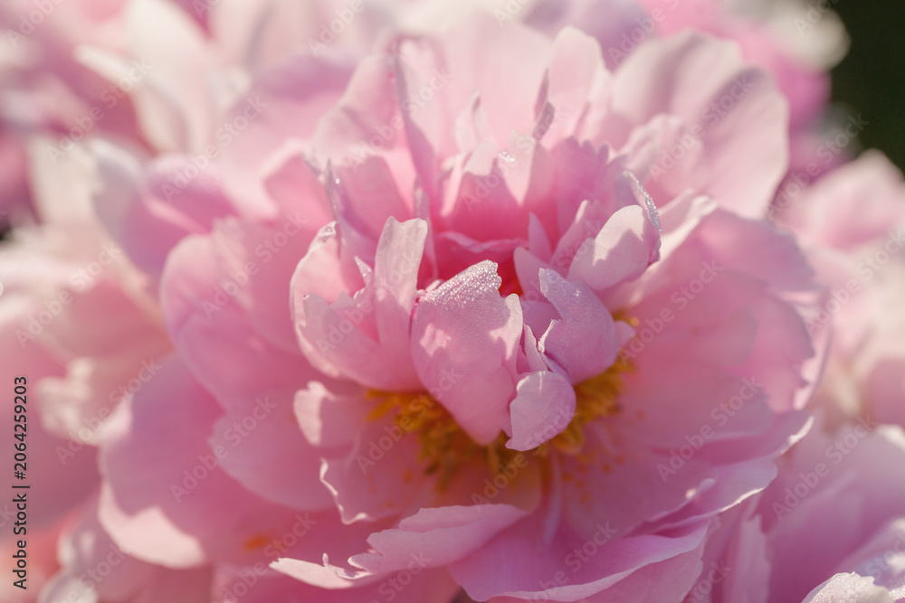 Fototapeta premium Beautiful peonies in the garden in summer