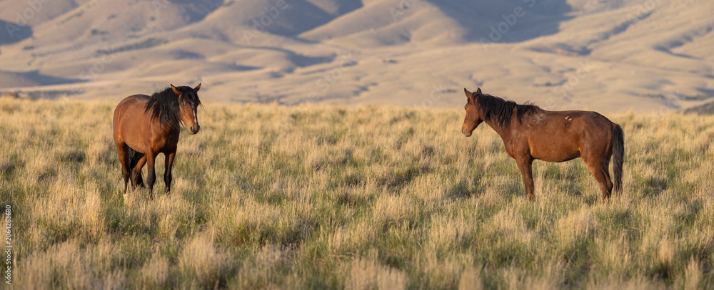 Obraz premium Wild Horses in Springtime in the Utah Desert