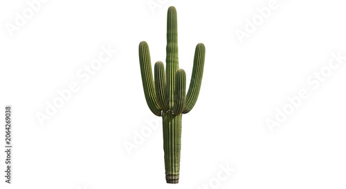 Tall green saguaro cactus isolated on a transparent background