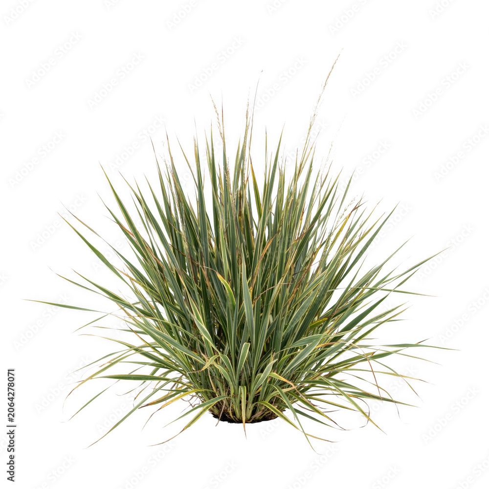 Fototapeta premium A dense cluster of variegated ornamental grass with sharp green and white striped blades, isolated on a white background, for projects