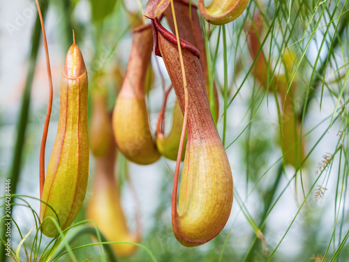 Photography Macro close-up tropical Nepenthes alata monkey cups traps, detailed natural textures, unique insectivorous plant adaptation, vibrant jungle flora for botanical education and wildlife research media