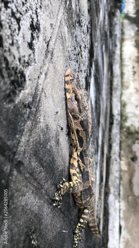 A baby Water Monitor lizard hanging on a concrete wall in Central Thailand. It sits patiently smelling the air with its snake like tongue. 