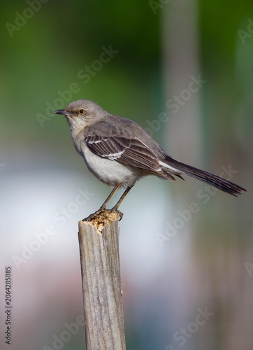 Foto mockingbird on stump