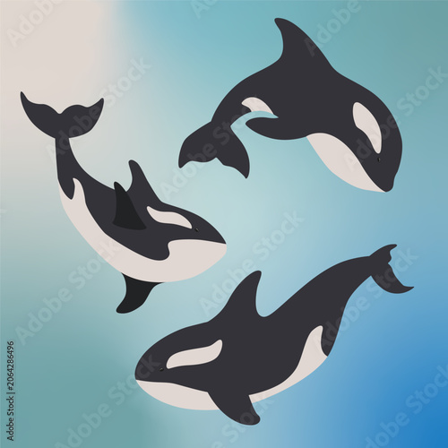 Orca whale vector illustration isolated on white blue gradient background