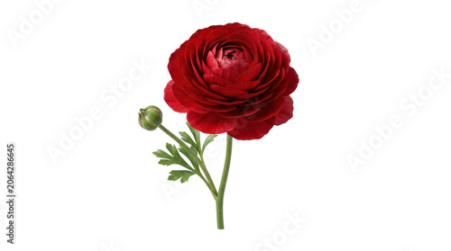 A single vibrant red ranunculus flower with a bud against a white background