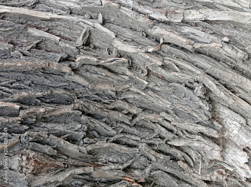 Tree bark covered with moss and lichen. Natural wood surface texture background with cracks and organic patterns. Closeup nature photography