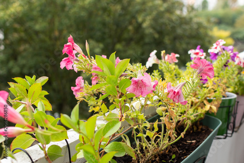 Photos Flowers are wilting on a balcony in an apartment as autumn sets in