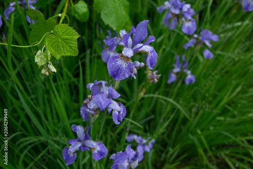 Fotografie Blue Iris Sibirica Flowers Bloom in Summer Garden