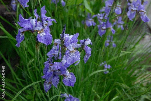 Foto Blue Iris Sibirica Flowers Bloom in Summer Garden