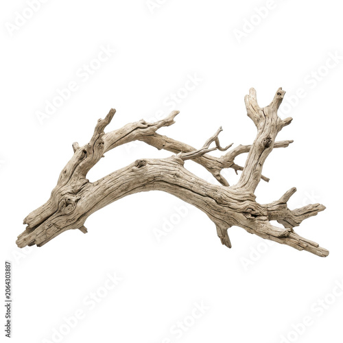 Whitewashed driftwood branch isolated on transparent background natural organic texture for design elements and artistic projects