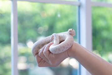 Close-up of a Snow Western Hognose snake (Heterodon nasicus) coiled on a person's hand with blurred window background.