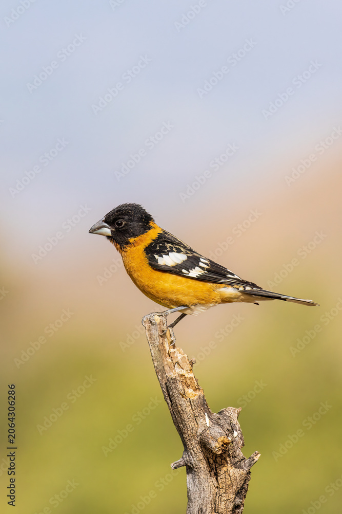 Fototapeta premium 01540-00304 Black-headed Grosbeak (Pheucticus melanocephalus) male Pima Co. AZ