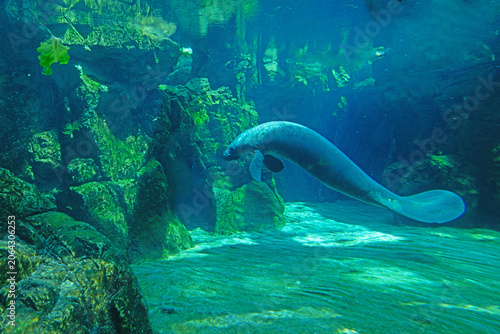 Manatee Magic.