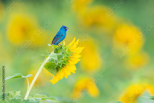 Foto 01536-02902 Indigo Bunting (Passerina cyanea) male on Sunflower Sam Parr State Park Jasper Co