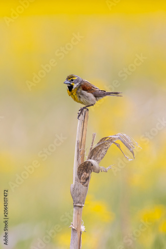 Foto 01542-01520 Dickcissel (Spiza americana) on corn stalk in a field with Butterweed (Packera glabella) Marion Co