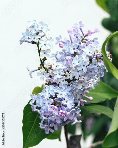 Lilac flower cluster blooming on shrub, beautiful spring garden flora