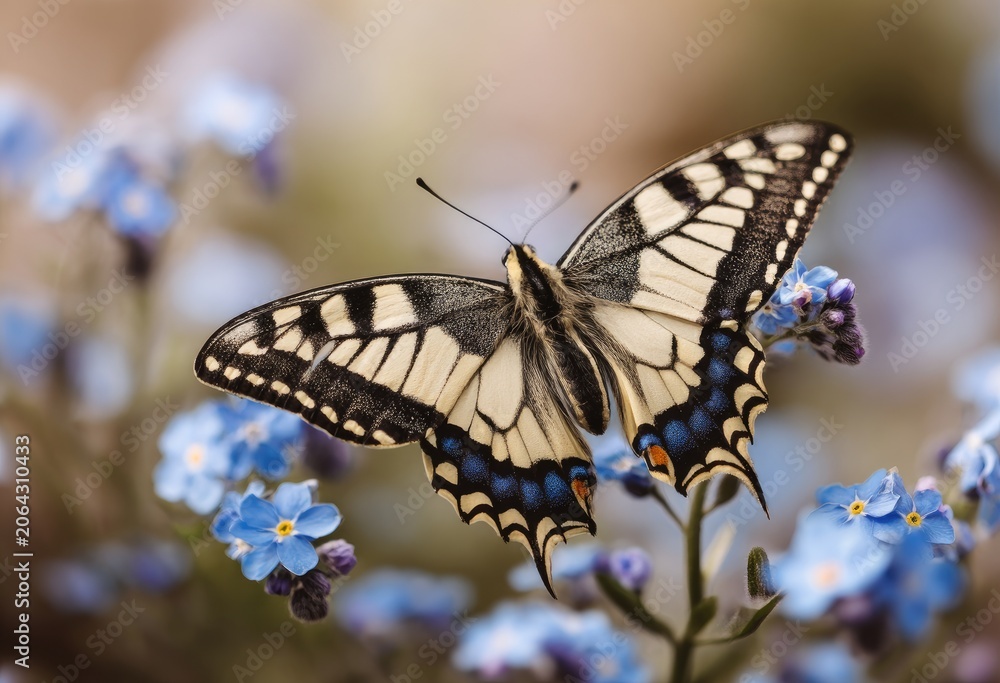 Fototapeta premium Colorful butterfly with patterned wings rests on delicate blue blossoms in soft focus