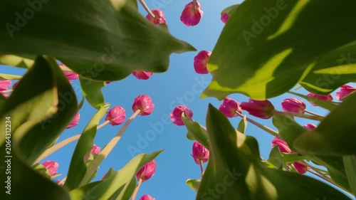 Pink tulip flowers against clear blue sky low angle view