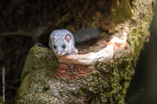 Cute edible dormouse peeking out from a tree hollow in forest. Wild grey glis glis rodent looking down from old mossy trunk on soft brown bokeh background.