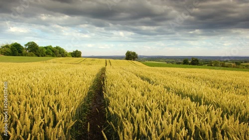 Moving forward through a beautiful wheat field in summer and changing perspective. Agriculture shot with growing grains and nice sky