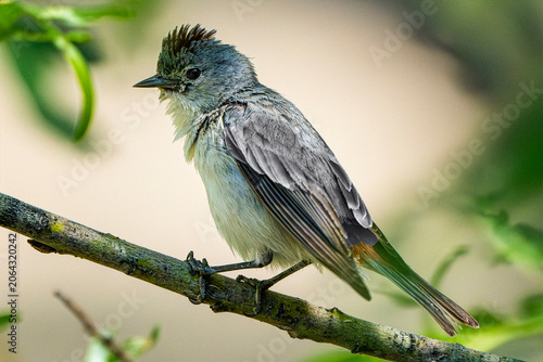 Lucy's Warbler (Leiothlypis luciae), Perched Side View