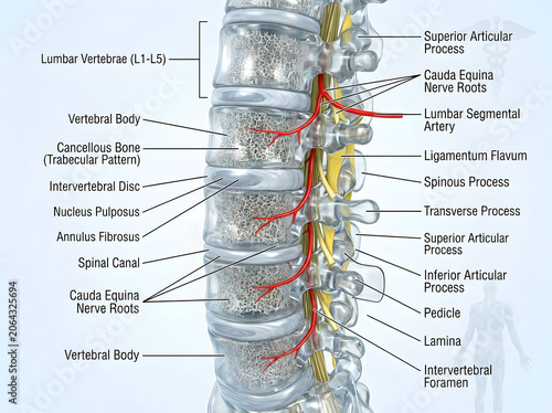 Lumbar spine anatomy detailed representation with nerves and segmental arteries, vertebrae