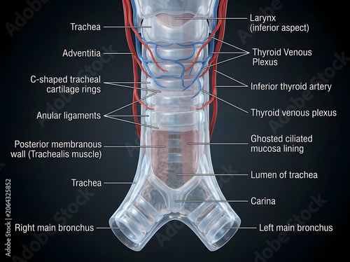 Anatomical diagram of the human trachea and bronchial tree with labeled parts, respiratory