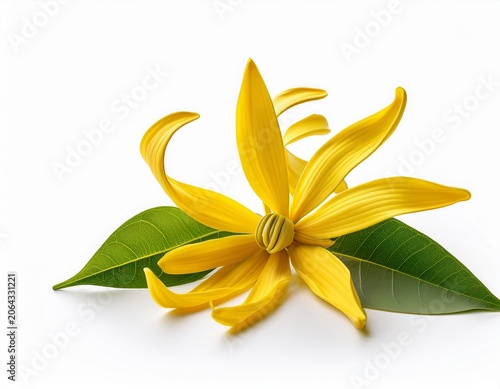 fresh yellow ylang ylang flowers with green leaves isolated on white background