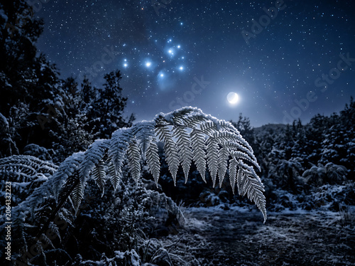 Frost-covered fern under the starry night sky with the crescent moon and Pleiades star cluster.