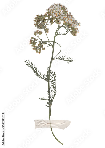 Pressed yarrow flower specimen isolated on transparent background